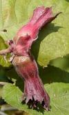 Corylus maxima Purpurea