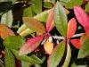 Berberis julianae