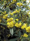 Berberis julianae - dřišťál Juliin
