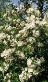 Malus 'Evereste' - okrasná jabloň (PPH)