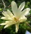 Magnolia 'Goldstar' - šácholan