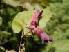 Corylus maxima 'Purpurea' - líska největší