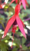 Fuchsia magellanica 'Ricartonii' - fuchsie magellánská