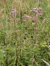 Eupatorium cannabinum - sadec konopáč