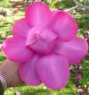 Magnolia 'Lanarth' - šácholan