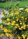 Berberis buxifolia 'Nana' - dřišťál zimostrázový