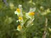Linaria vulgaris - lnice květel