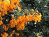 Berberis darwinii - dřišťál Darwinův
