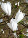 Magnolia - šácholan (PROVOBIS)
