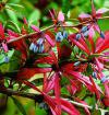 Berberis julianae - dřišťál Juliin (PROVOBIS)