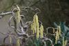 Corylus avellana ´Contorta´ - líska obecná (TIP ZC CS) 
