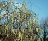 Corylus avellana 'Contorta' - líska obecná (PPH)