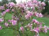Magnolia - šácholan