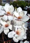Magnolia 'Athene' - šácholan, magnólie