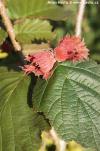 Corylus 'Rode Zellernoot' - líska