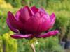 Magnolia 'Genie' - šácholan zahradní