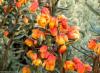 Berberis linearifolia 'Orange King' - dřišťál čárkolistý