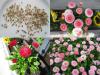 Bellis perennis - sedmikráska chudobka
