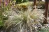 Stipa tenuissima 'Ponytails' - kavyl péřovitý
