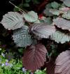 Corylus avellana 'Roter Zellernuss' - líska červenolistá