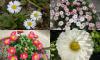 Bellis perennis - sedmikráska obecná