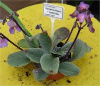 Streptocarpus - tořivka