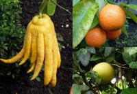 Citrusy - výběr a pěstování