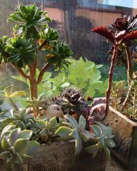 Eonium (Aeonium manriqueorum)