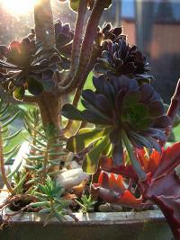 Eonium (Aeonium arboreum)