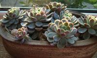 Pupovice ozdobná (Echeveria elegans)