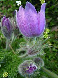 Koniklec - detail (Pulsatilla)