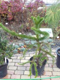 Blahočet chilský (Araucaria araucana)