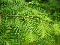 Metasekvoje čínská (Metasequoia glyptostroboides)