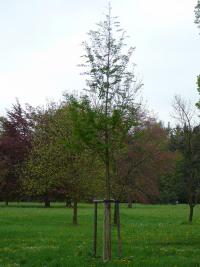 Metasekvoj čínská (Metasequoia glyptostroboides)