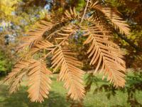 Metasekvoje čínská (Metasequoia glyptostroboides)