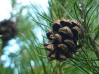 Borovice Bungeova - plod šiška