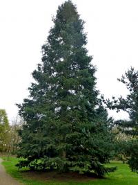 Jedle obrovská