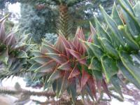 Blahočet chilský (Araucaria araucana)