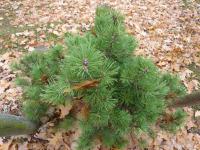 Borovice zaoblená (Pinus rotundata)