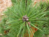 Borovice zaoblená (Pinus rotundata)