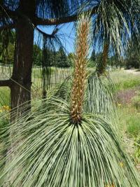 Borovice arizonská (Pinus arizonica)
