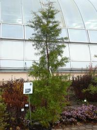 Widdringtonia schwarzii (Widdringtonia schwarzii)