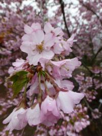 Višeň Sargentova 'Accolade' (Prunus sargentii)