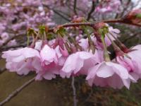 Višeň Sargentova 'Accolade' - větévka s květy (Prunus sargentii)