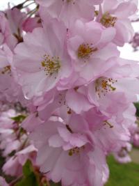 Višeň Sargentova 'Accolade' (Prunus sargentii)
