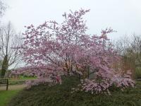 Višeň Sargentova 'Accolade' (Prunus sargentii)