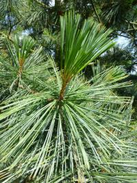 Borovice vejmutovkovitá - mladé jehlice (Pinus strobiformis)