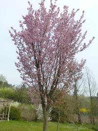 Višeň Sargentova 'Rancho' (Prunus sargentii)