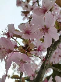 Višeň Sargentova 'Rancho' (Prunus sargentii)
