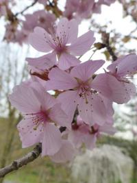 Višeň Sargentova 'Rancho' (Prunus sargentii)